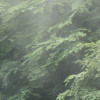 Forest Land