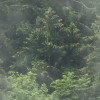 Forest Land