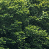 Forest Land