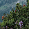 Alps