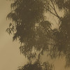 Misty Mountain