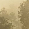 Misty Mountain