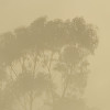 Misty Mountain
