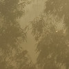 Misty Mountain