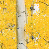 Orange Forest