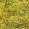 Orange Forest