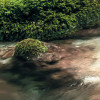 Tranquil Pool