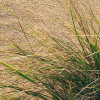 Vivid Dunes