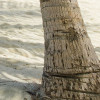 Palmy Beach