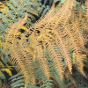 Waldgeheimnis II