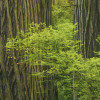 Goblins Woods
