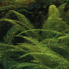 Goblins Woods