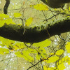 Der Traumbaum