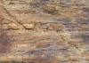 African Wall III