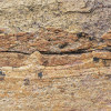 African Wall III