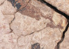 African Wall VII