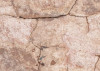 African Wall VII