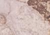 African Wall VII