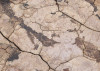 African Wall VII
