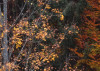 Autumn Cabin