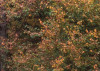 Autumn Cabin