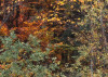 Autumn Cabin