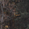 Autumn Cabin