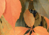 Autumn Foliage II