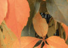 Autumn Foliage II