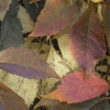 Autumn Foliage II
