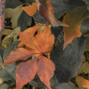 Autumn Foliage II
