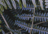 Fern Canopy II
