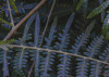 Fern Canopy II