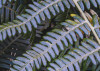 Fern Canopy II