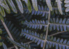 Fern Canopy II
