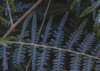 Fern Canopy II