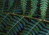 Fern Canopy