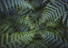 Fern Canopy