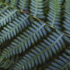 Fern Canopy