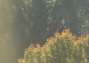 Herbstzauber Detail