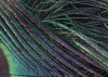 Plumage Detail