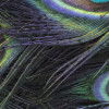 Plumage Detail