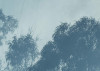 Pristine IV