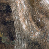 Swirly Bark