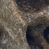 Swirly Bark