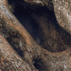 Swirly Bark