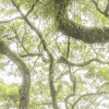 The Jungletree