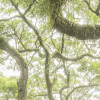 The Jungletree