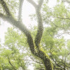 The Jungletree