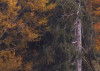 Warm Tones
